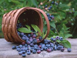 ブルーベリーの効能