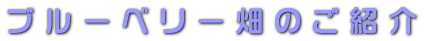 ブルーベリー畑のご紹介