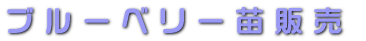 ブルーベリー苗販売