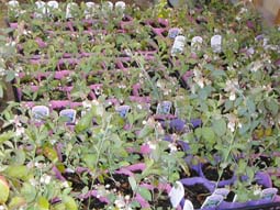 ブルーベリー苗