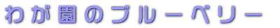わが園のブルーベリー